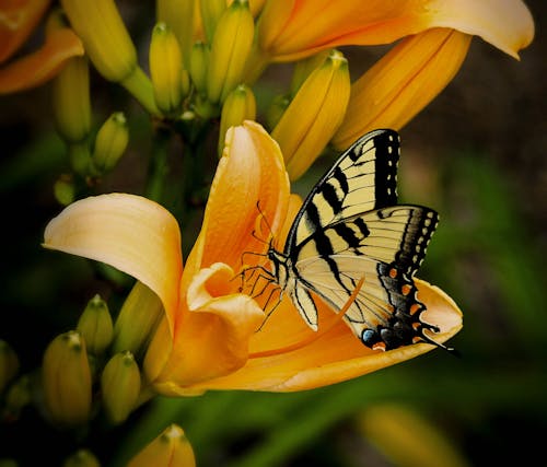 Gratis Pesce Persico Bianco E Nero Della Farfalla Sul Fiore Petalo Giallo Foto a disposizione