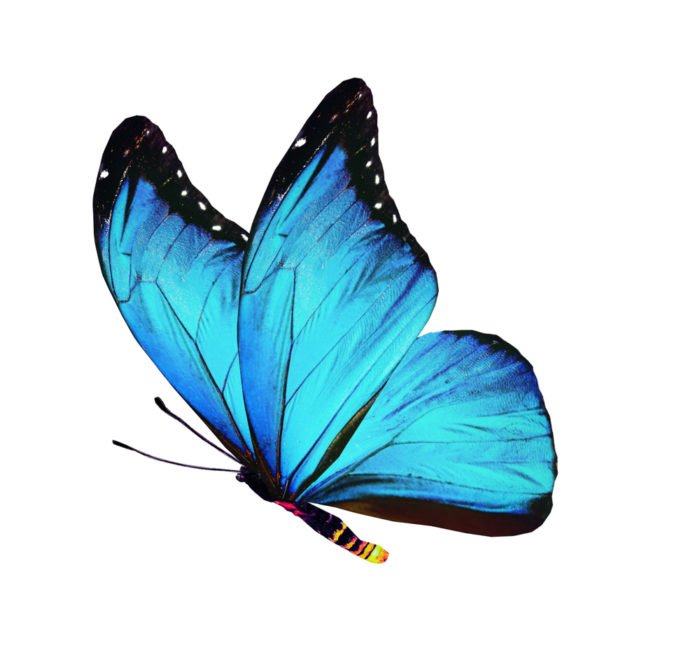 PAPILIONEA